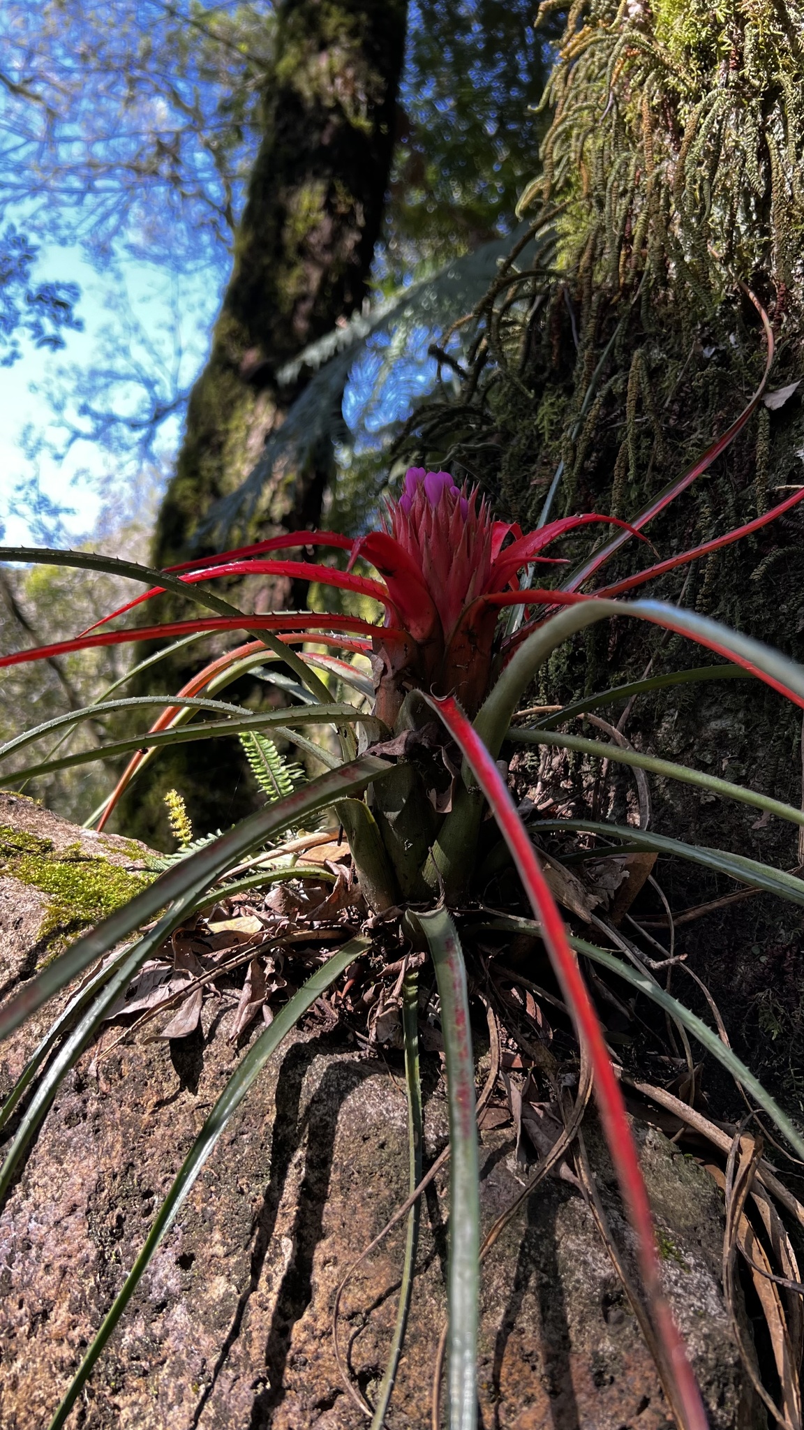 Aechmea recurvata