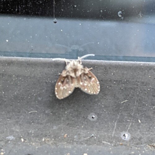 Unknown species found near Ohio, US