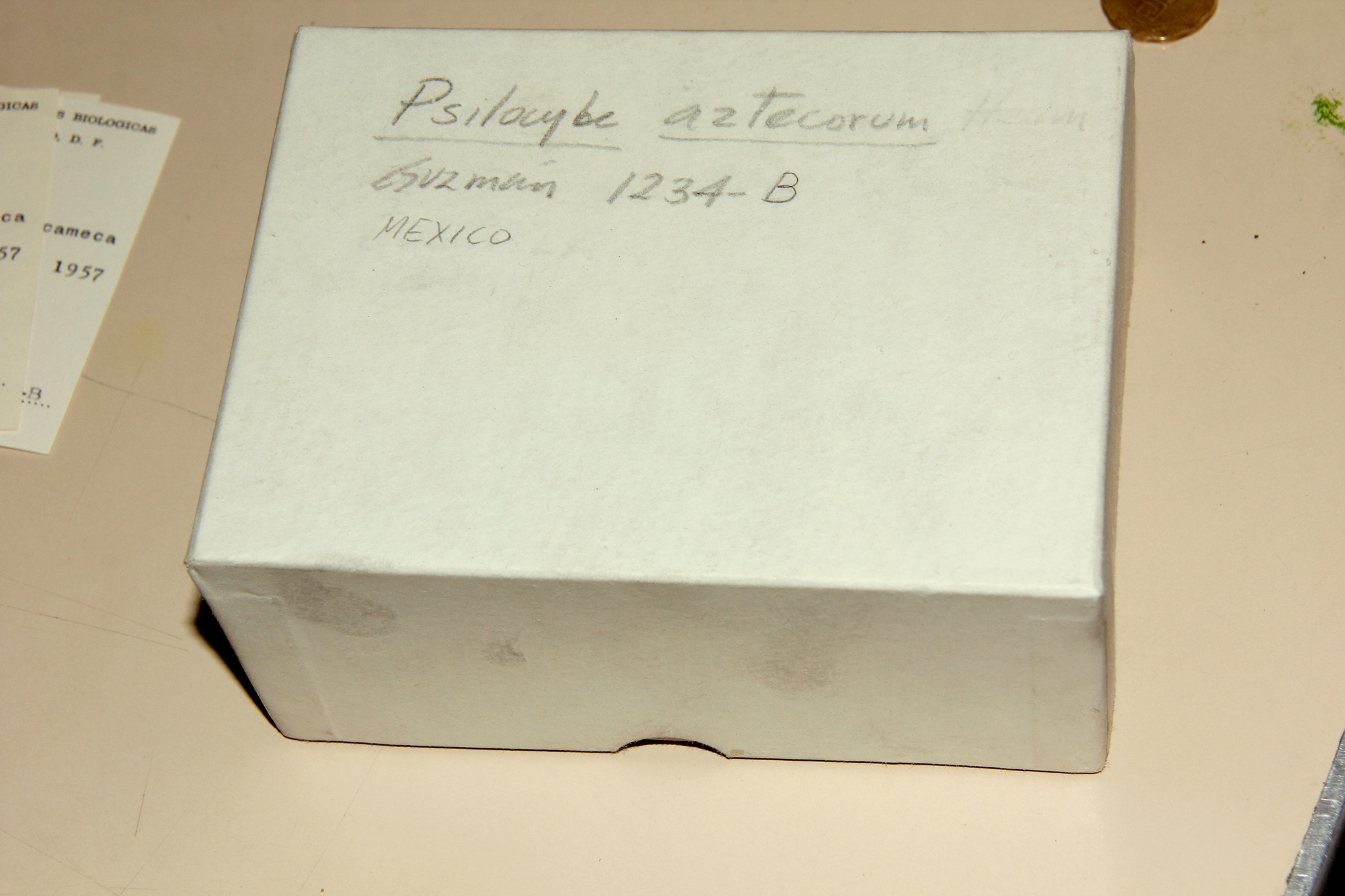 Psilocybe aztecorum image