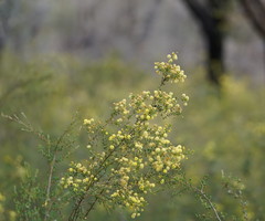 Acacia mitchellii