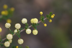 Acacia mitchellii