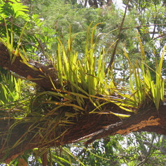 Pyrrosia longifolia