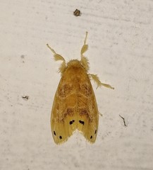 Artaxa guttata