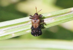 Octotoma marginicollis