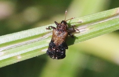 Octotoma marginicollis