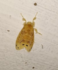 Artaxa guttata