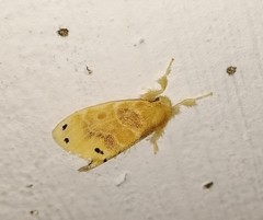 Artaxa guttata