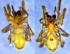 Eratigena fuesslini