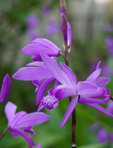 Bletilla striata iNat (3)