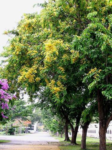 Pterocarpus indicus