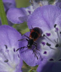 Pelonides quadripunctata