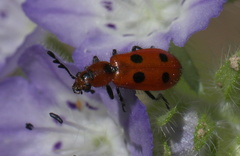 Pelonides quadrinotata