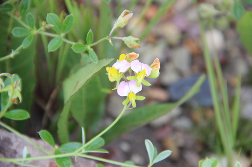 Crotalaria variegata image