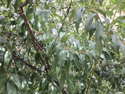 Prunus mira, photograph 2