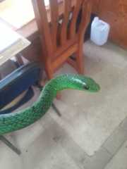 Philothamnus natalensis