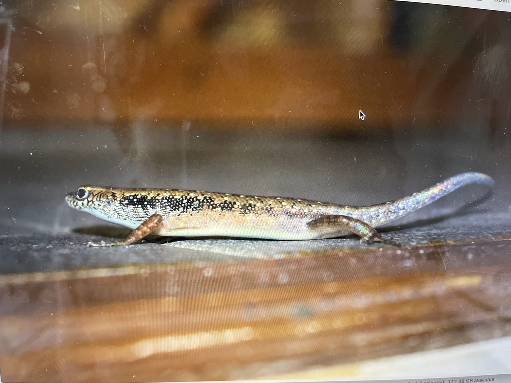 Kai Island Rainbow Skink (Carlia beccarii)