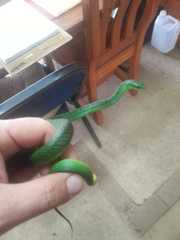 Philothamnus natalensis