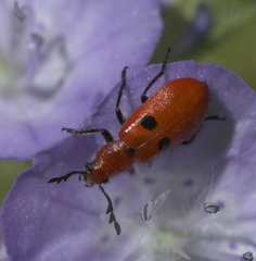Pelonides quadrinotata
