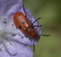 Pelonides quadrinotata