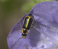 Attalus circumscriptus