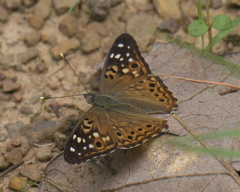 Asterocampa celtis celtis