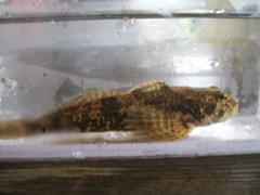 Slimy Sculpin photo 3