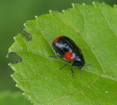 Babia quadriguttata