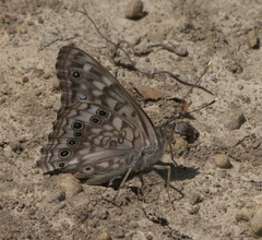 Asterocampa celtis antonia