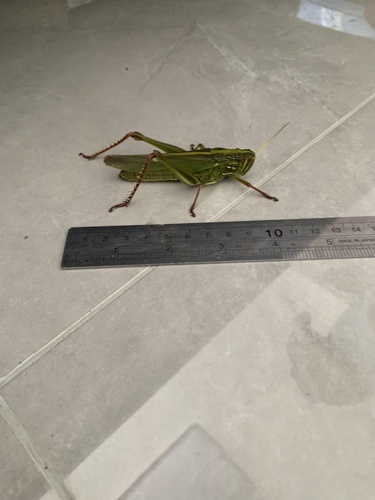 Large Green Grasshopper