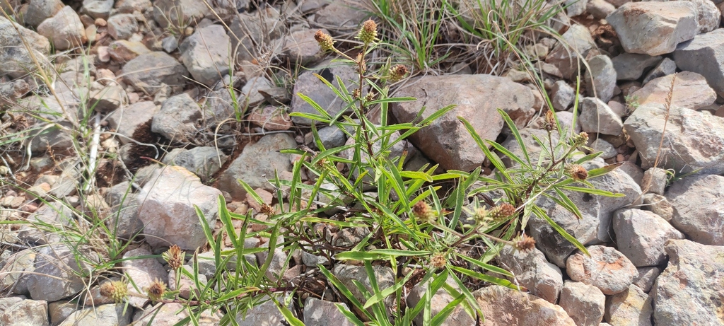 Jasonia tuberosa; photograph (c) fmunoz, some rights reserved (CC BY)