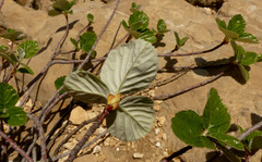 Aria umbellata