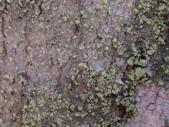 Biatora appalachensis