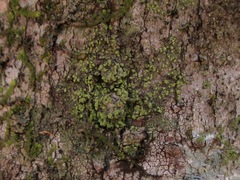 Biatora appalachensis