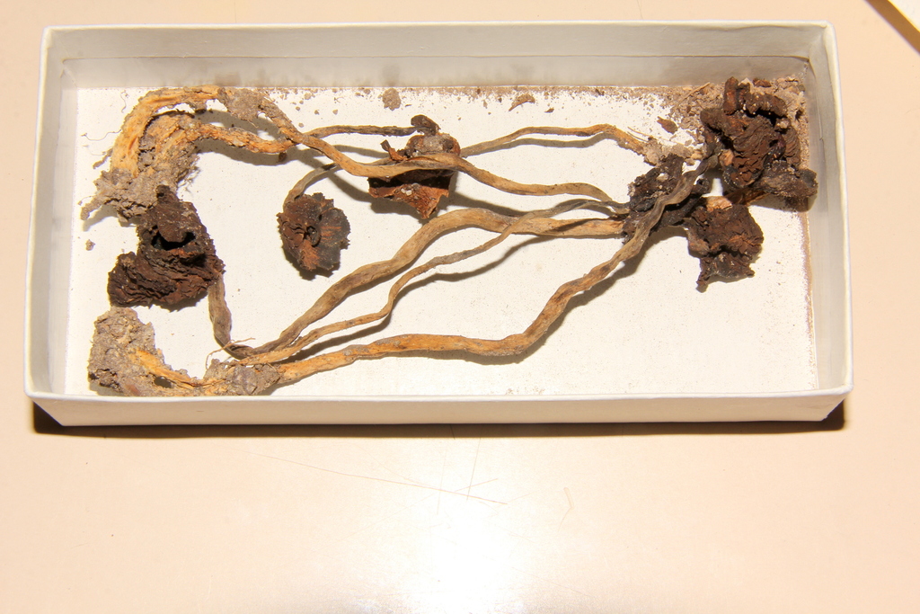 Psilocybe barrerae
