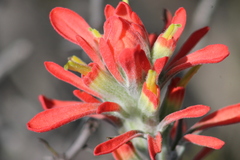 Castilleja lanata