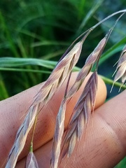 Bromus lithobius
