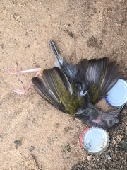 Camaroptera brachyura