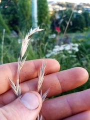Bromus lithobius