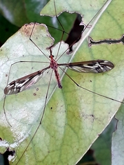 Leptotarsus huttoni