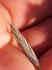 Bromus lithobius