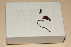 Psilocybe strictipes