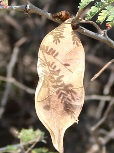 Acacia senegal var. rostrata image