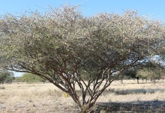 Acacia senegal var. rostrata image
