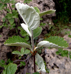 Aria umbellata