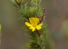 Hibbertia fasciculata