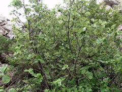 Aria umbellata