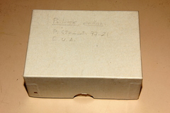 Psilocybe strictipes