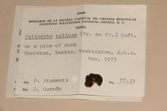 Psilocybe strictipes