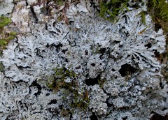 Heterodermia squamulosa