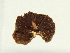 Psilocybe strictipes